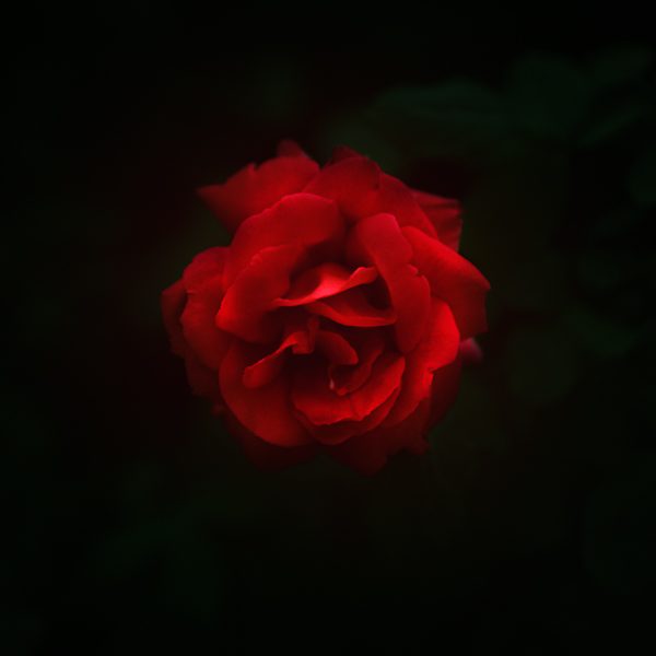 Rose Makroaufnahme